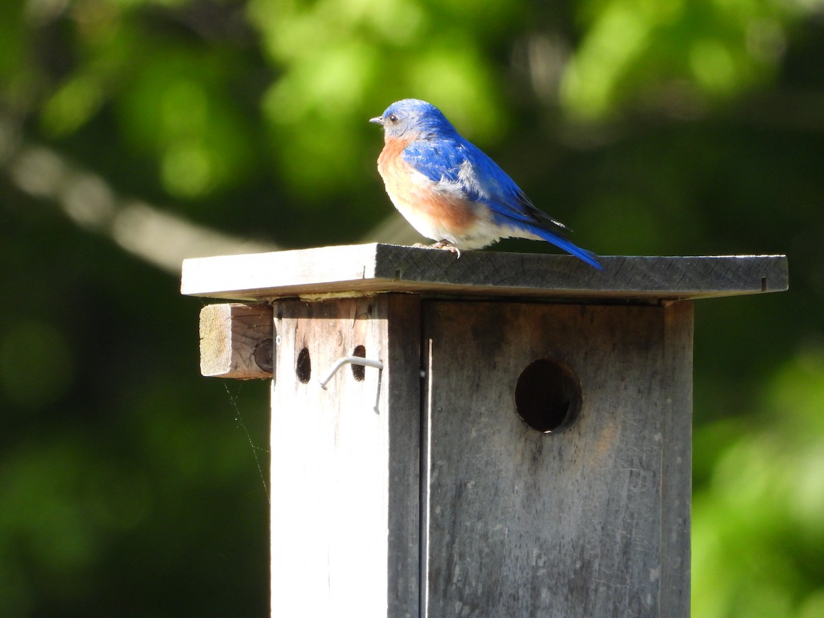 Eastern Bluebird - ML635544792