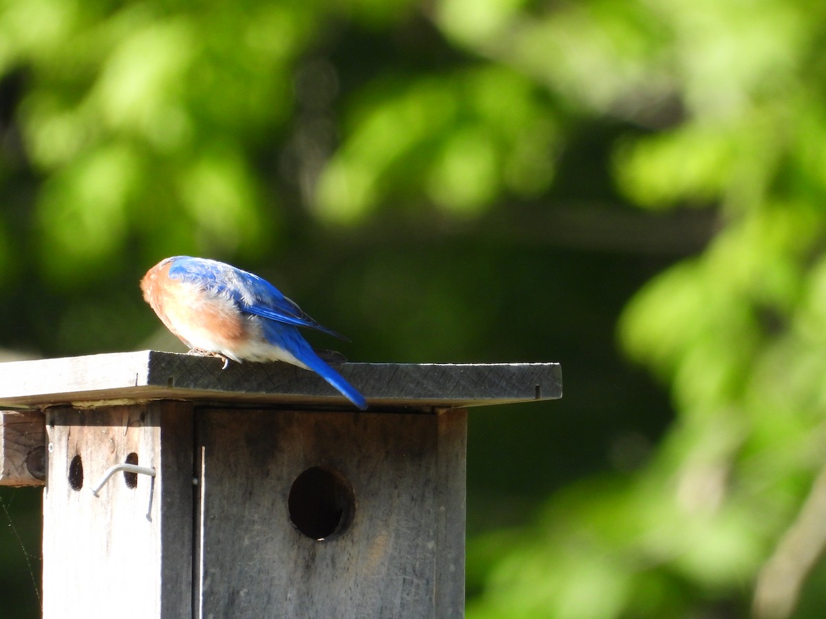 Eastern Bluebird - ML635544793