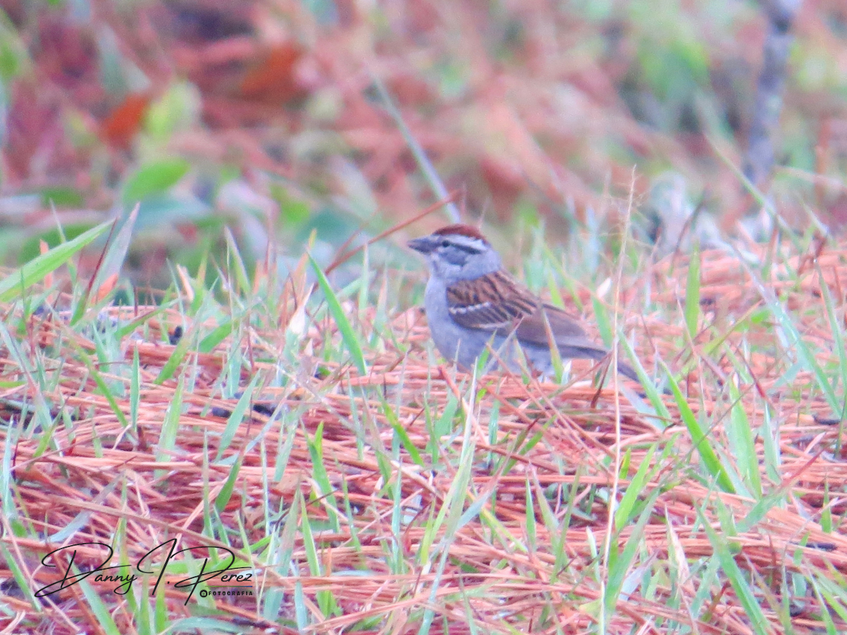 Chipping Sparrow - ML635544794