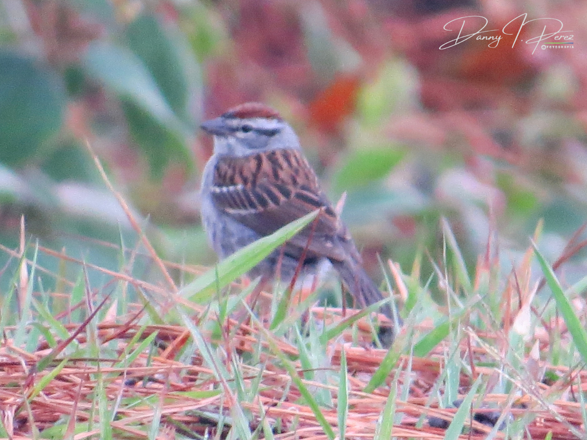 Chipping Sparrow - ML635544795