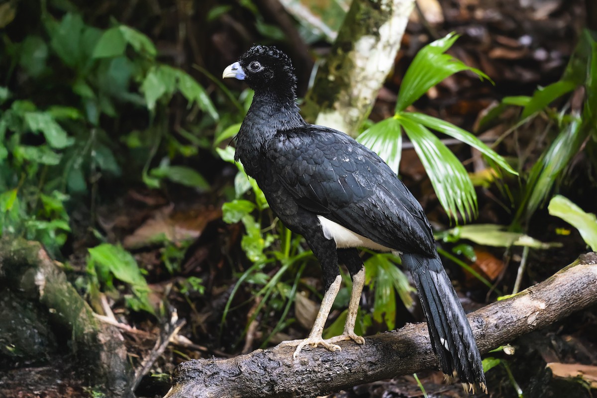 Blue-billed Curassow - ML635544808