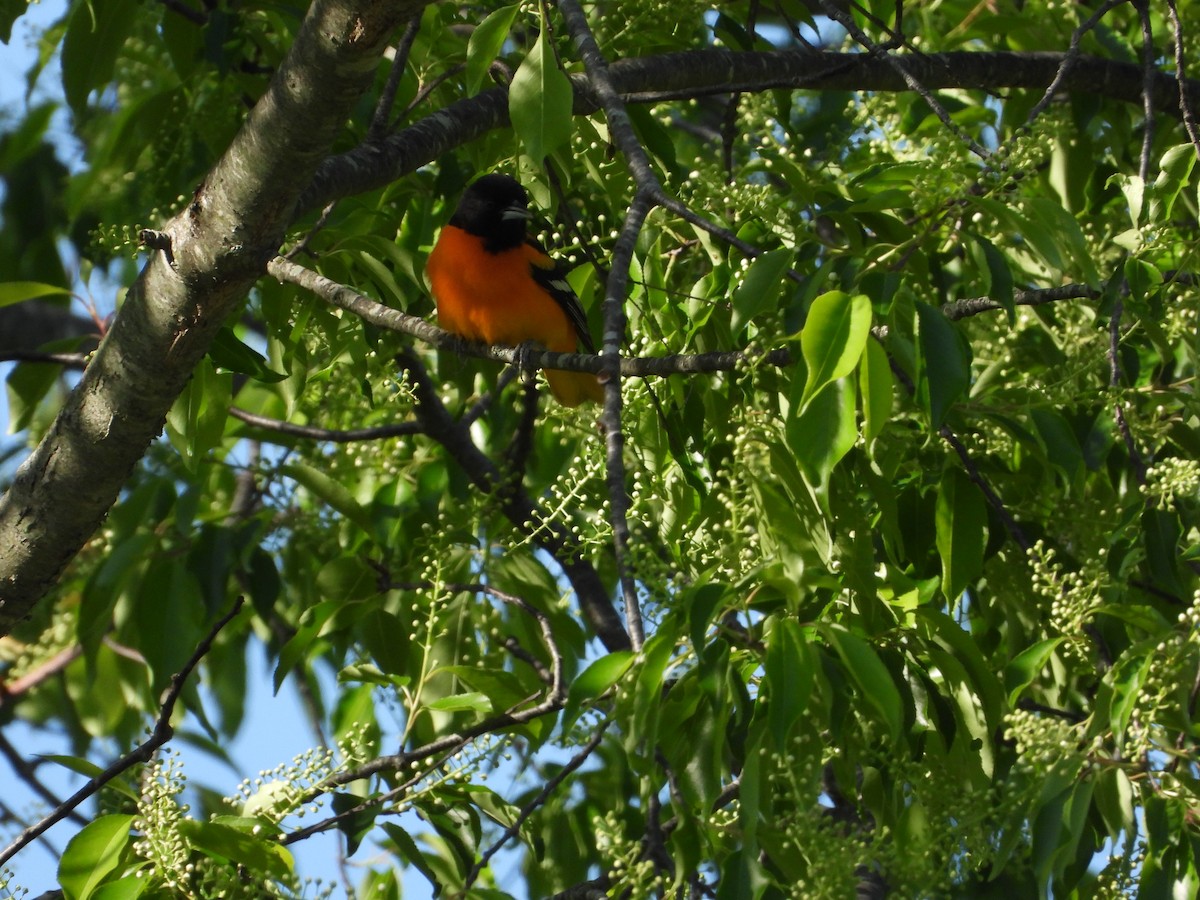 Baltimore Oriole - ML635544827