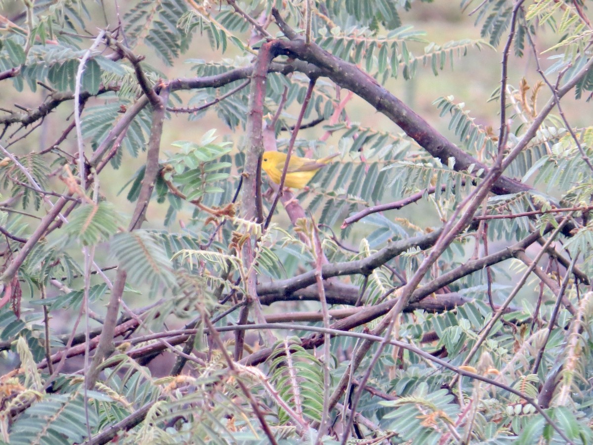 Yellow Warbler - ML635544832