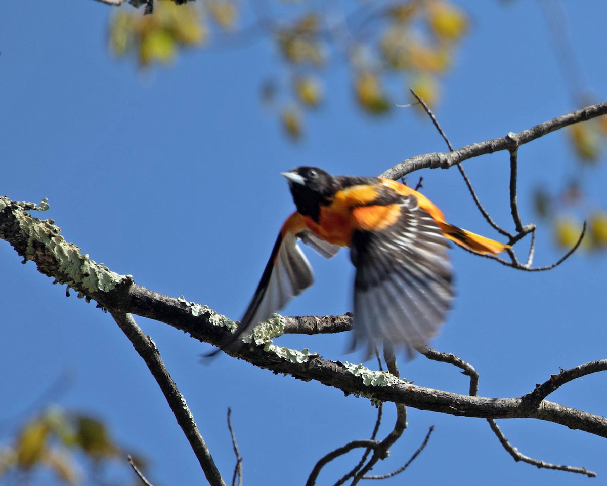 Baltimore Oriole - ML635544837