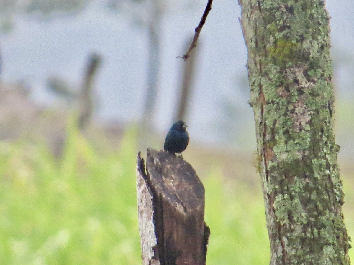 Blue-black Grassquit - ML635544863