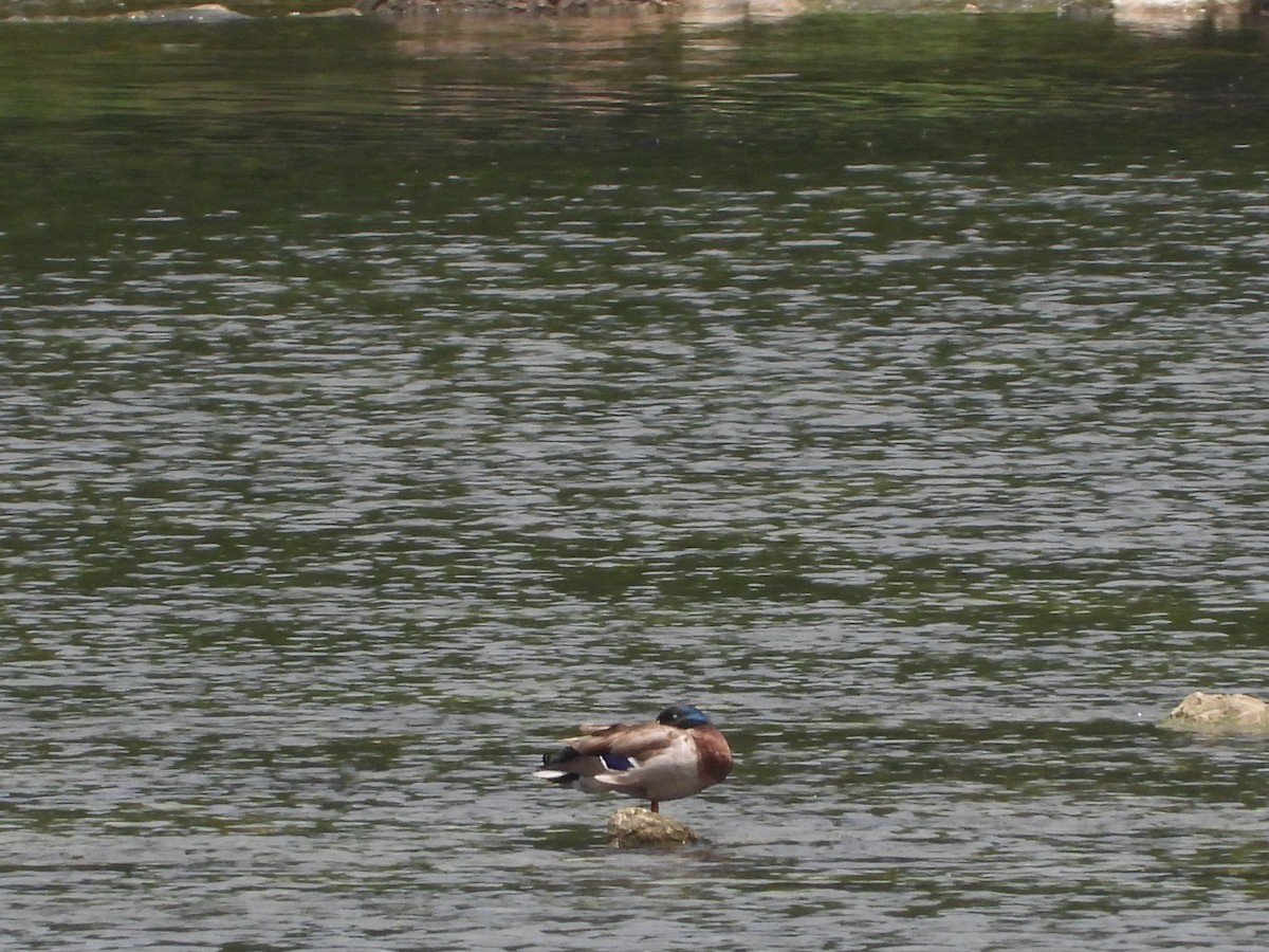 マガモ - ML635544967