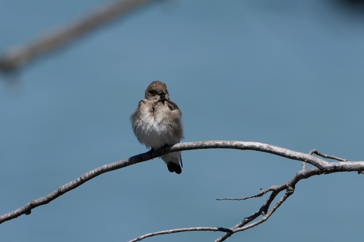 Northern Rough-winged Swallow - ML635544989