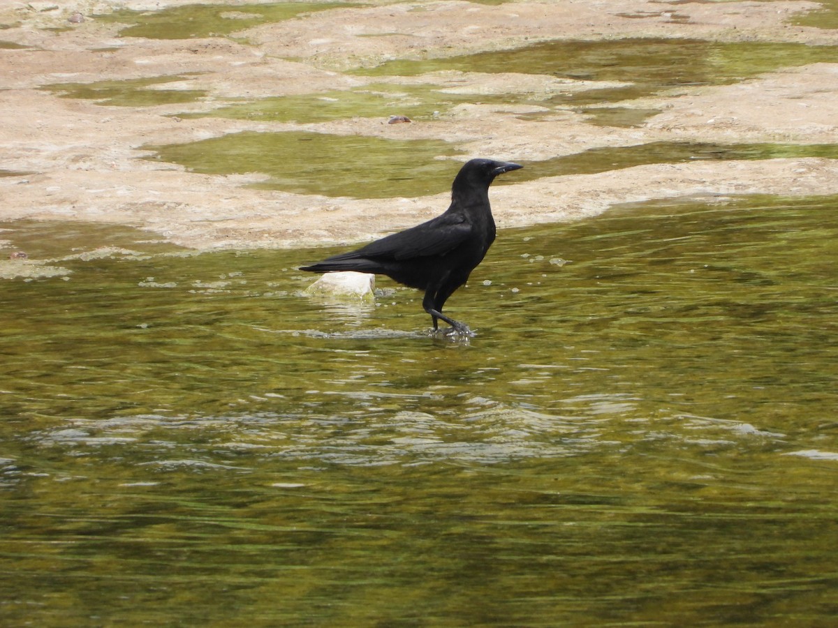 アメリカガラス - ML635545012