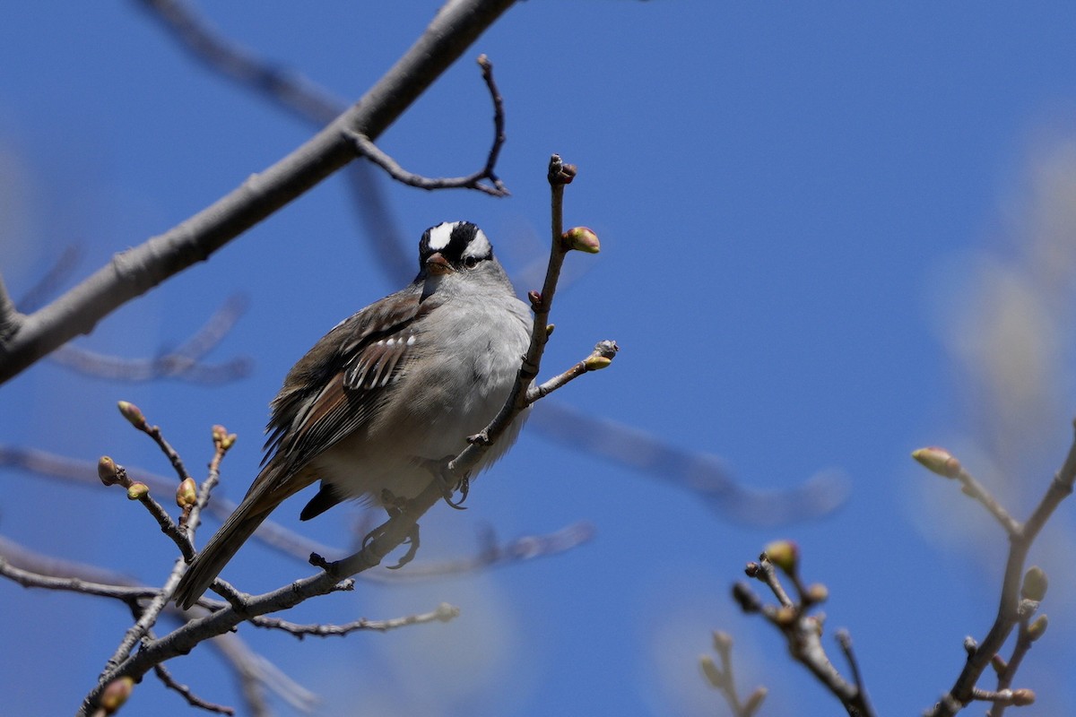 White-crowned Sparrow - ML635545049