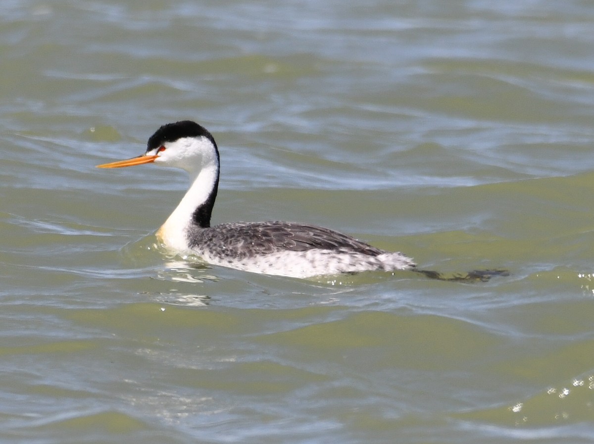 Clark's Grebe - ML635545122