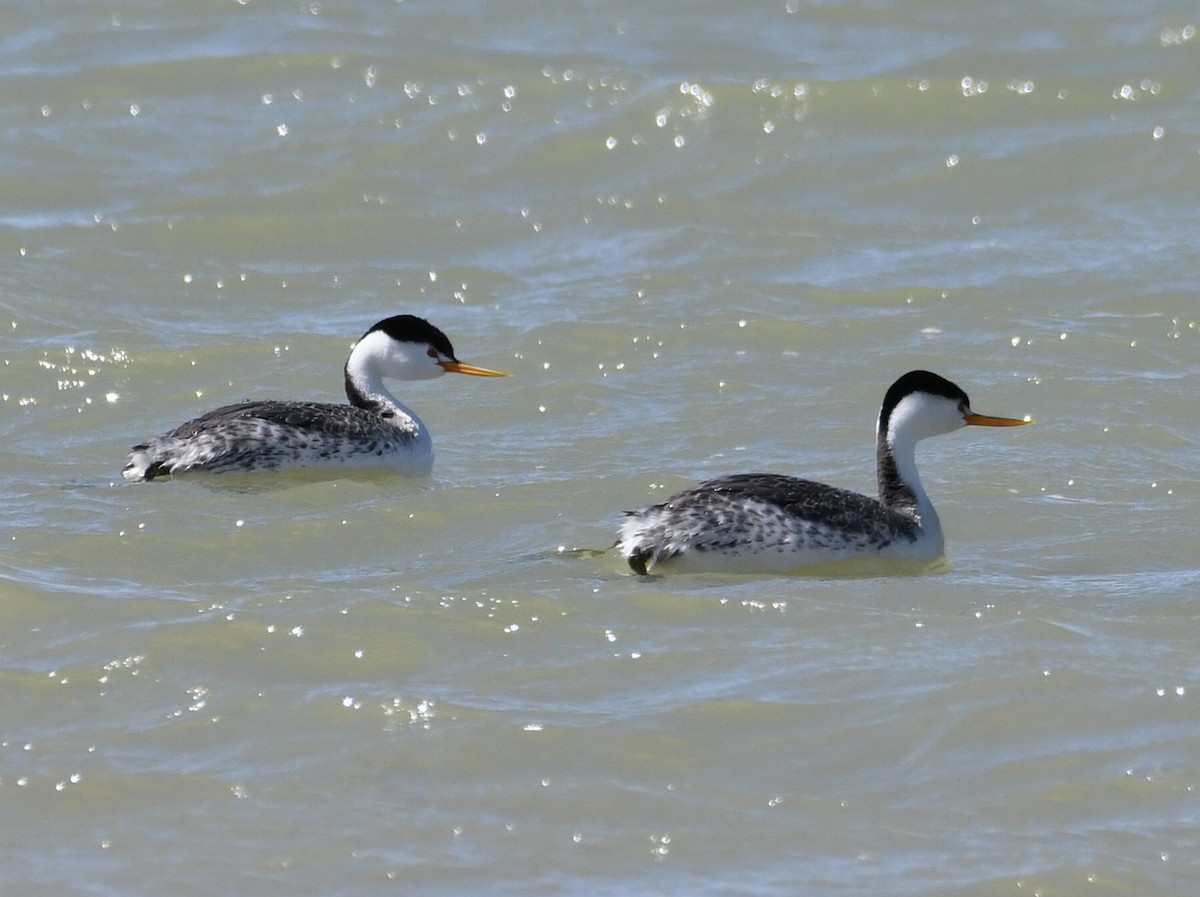 Clark's Grebe - ML635545123