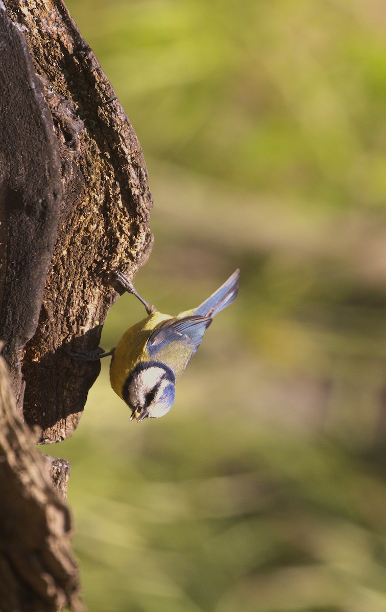 Eurasian Blue Tit - ML635545185