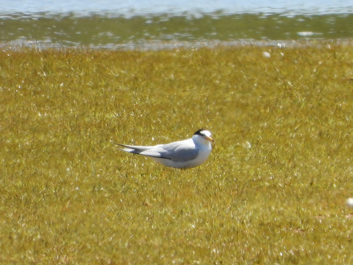 Charrancito Común - ML635545228