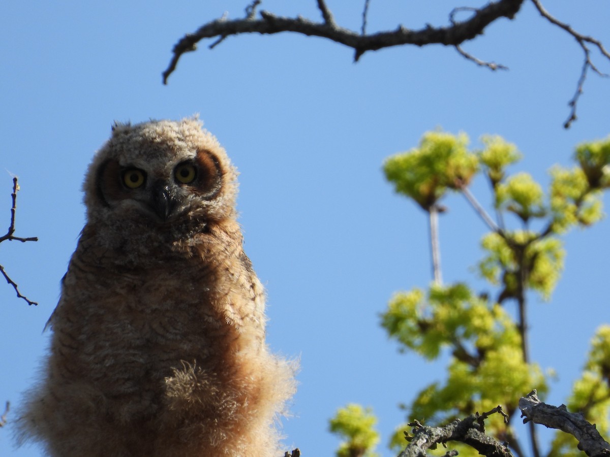 Great Horned Owl - ML635545245