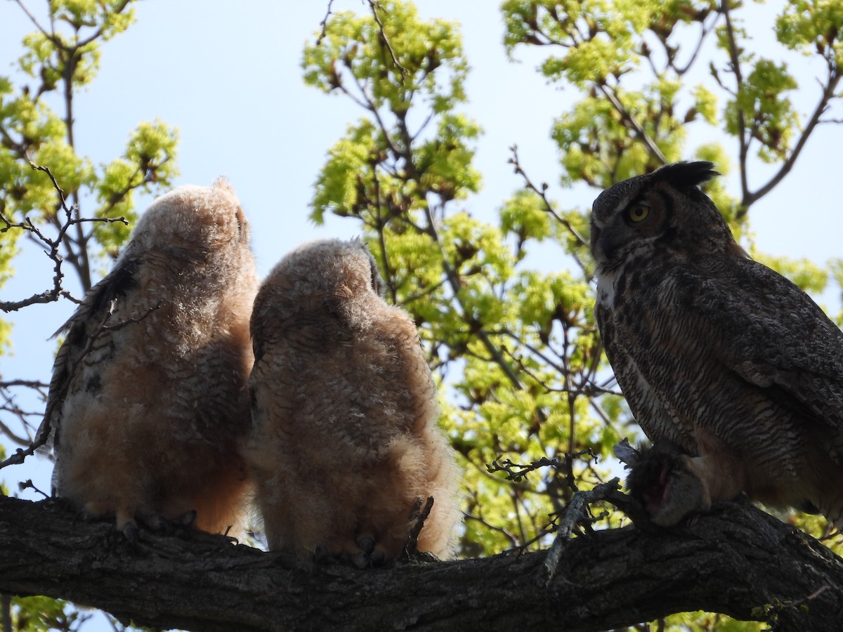 Great Horned Owl - ML635545246
