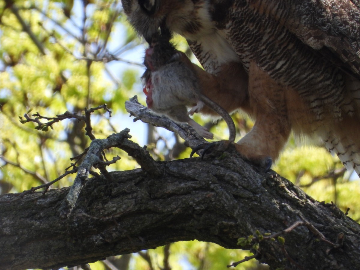 Great Horned Owl - ML635545247
