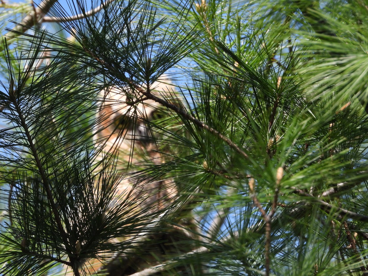 Great Horned Owl - ML635545248