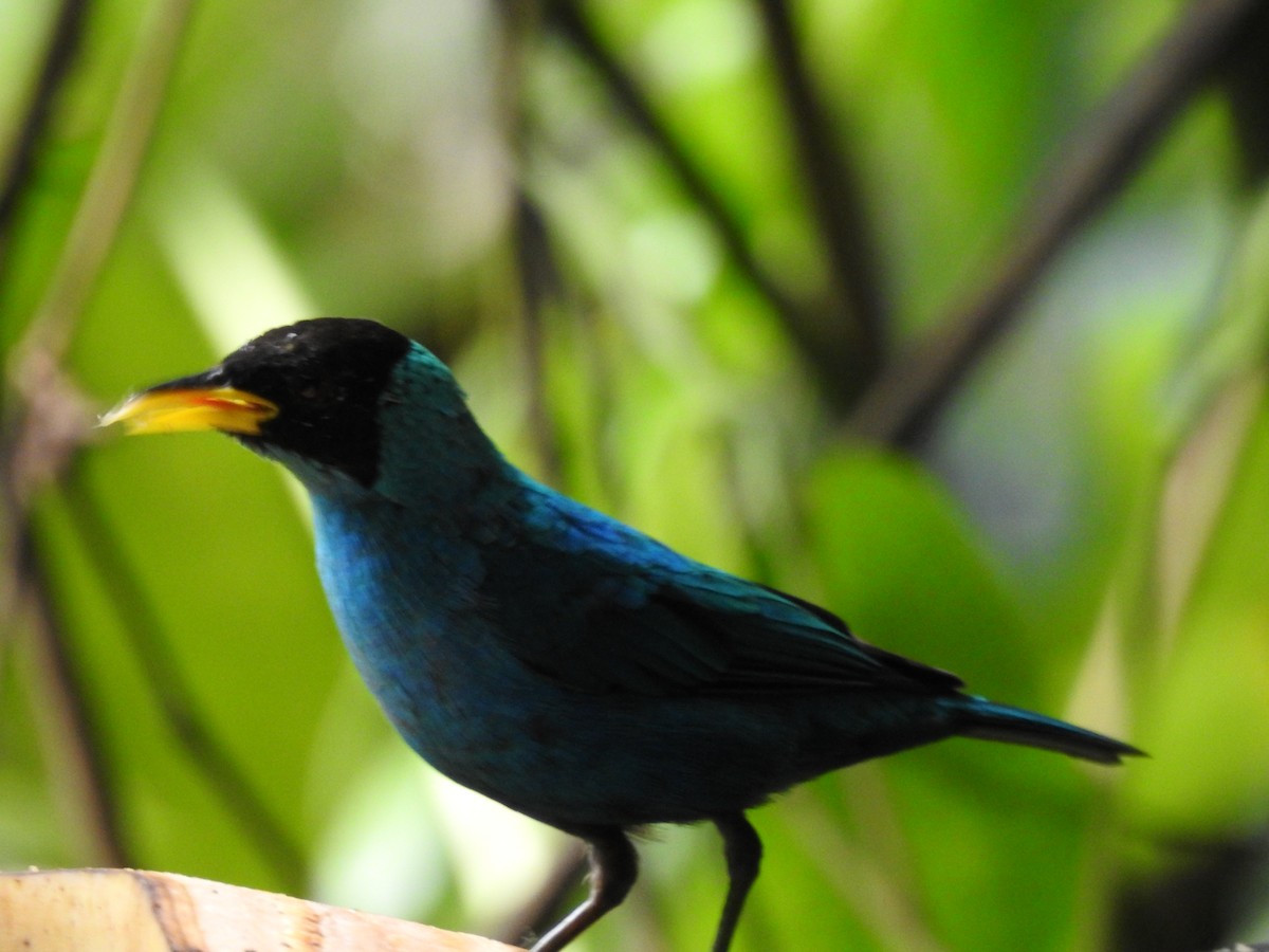 Green Honeycreeper - ML635545287