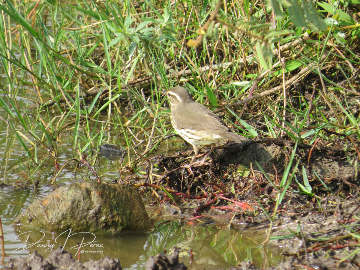 Northern Waterthrush - ML635545300