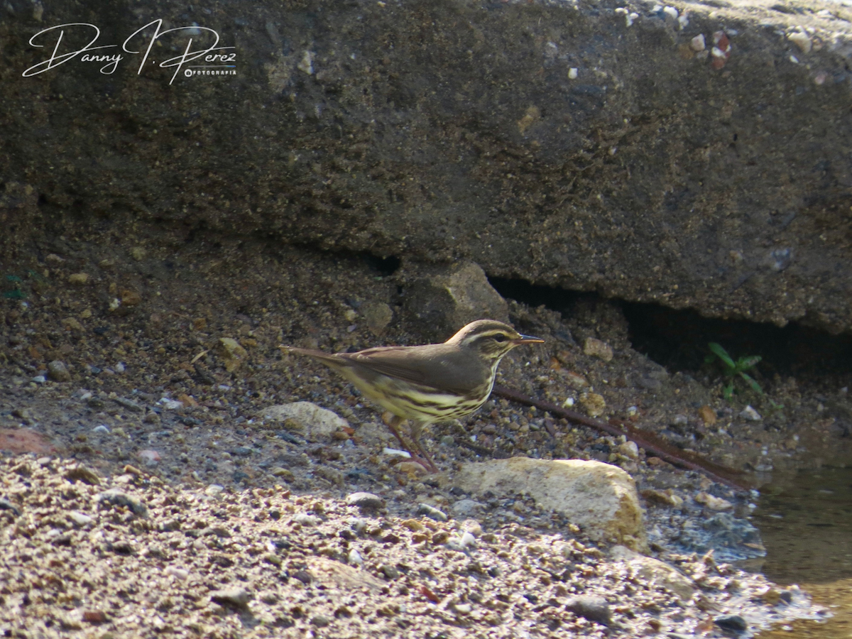 Northern Waterthrush - ML635545301