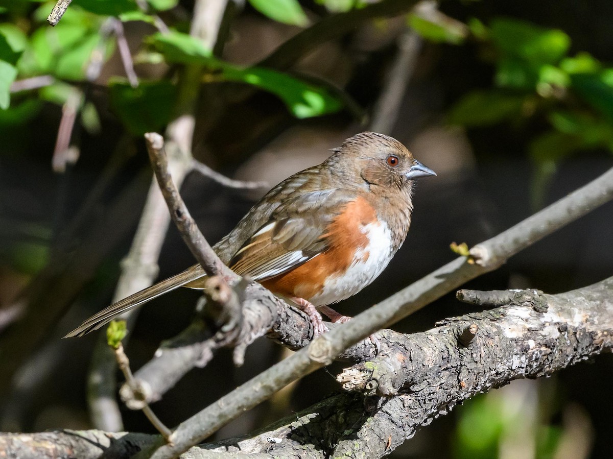 Eastern Towhee - ML635545389