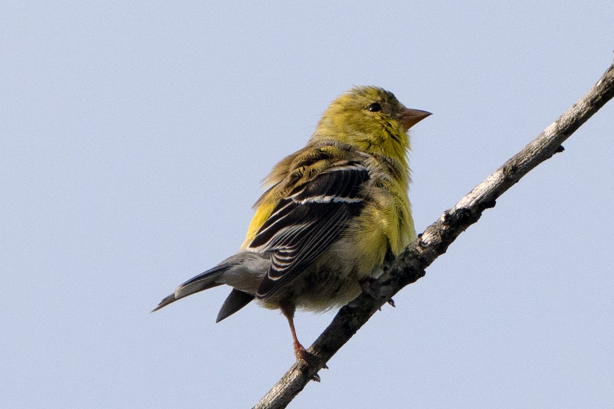 オウゴンヒワ - ML635545483