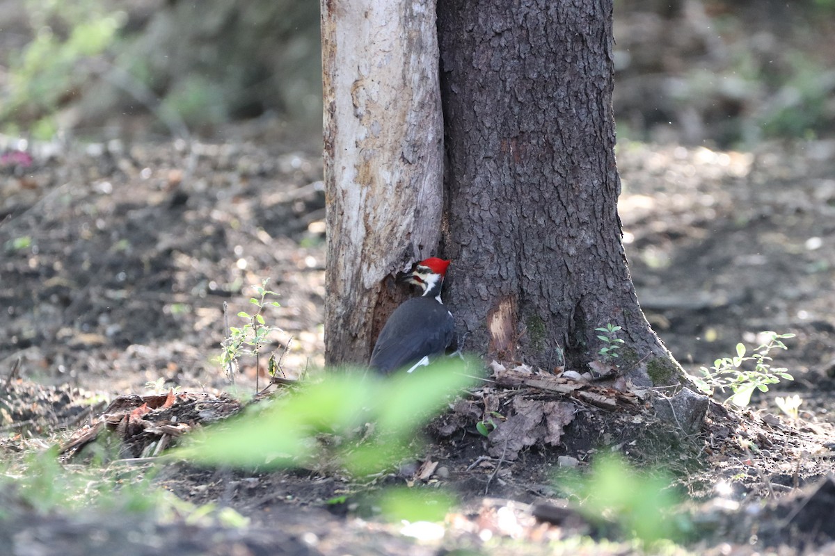Pileated Woodpecker - ML635545493