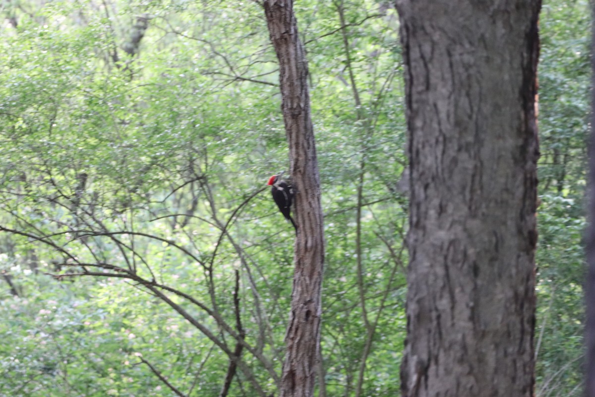 Pileated Woodpecker - ML635545494
