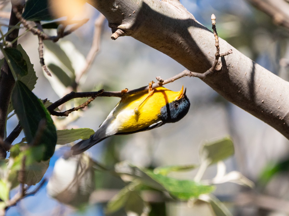 Tropikal Parula - ML635545549