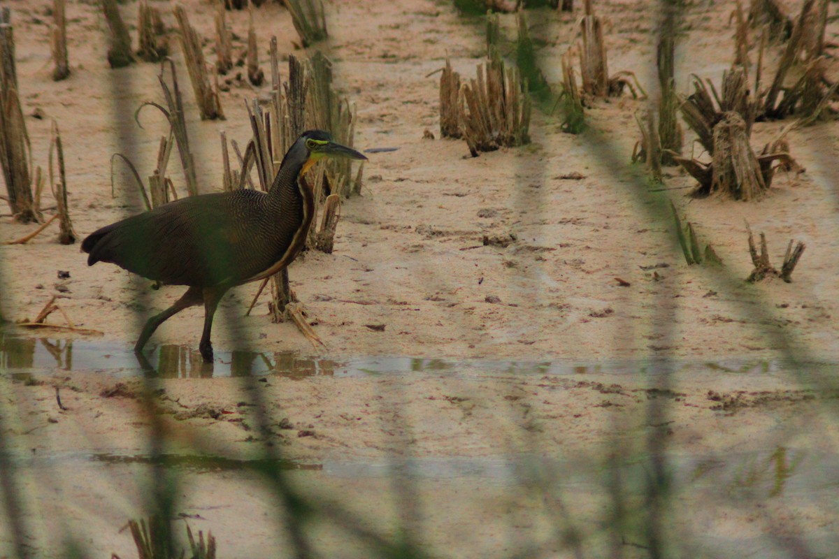 Bare-throated Tiger-Heron - ML635545592