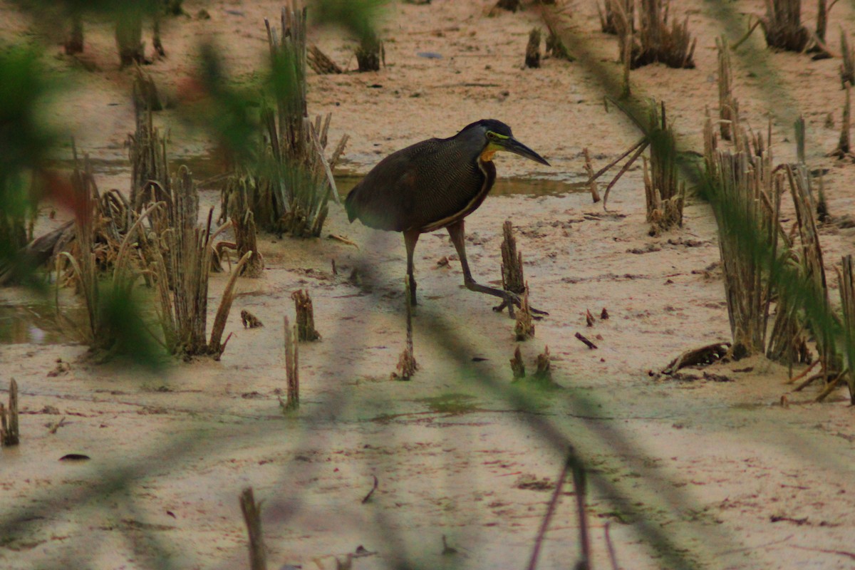 Bare-throated Tiger-Heron - ML635545593