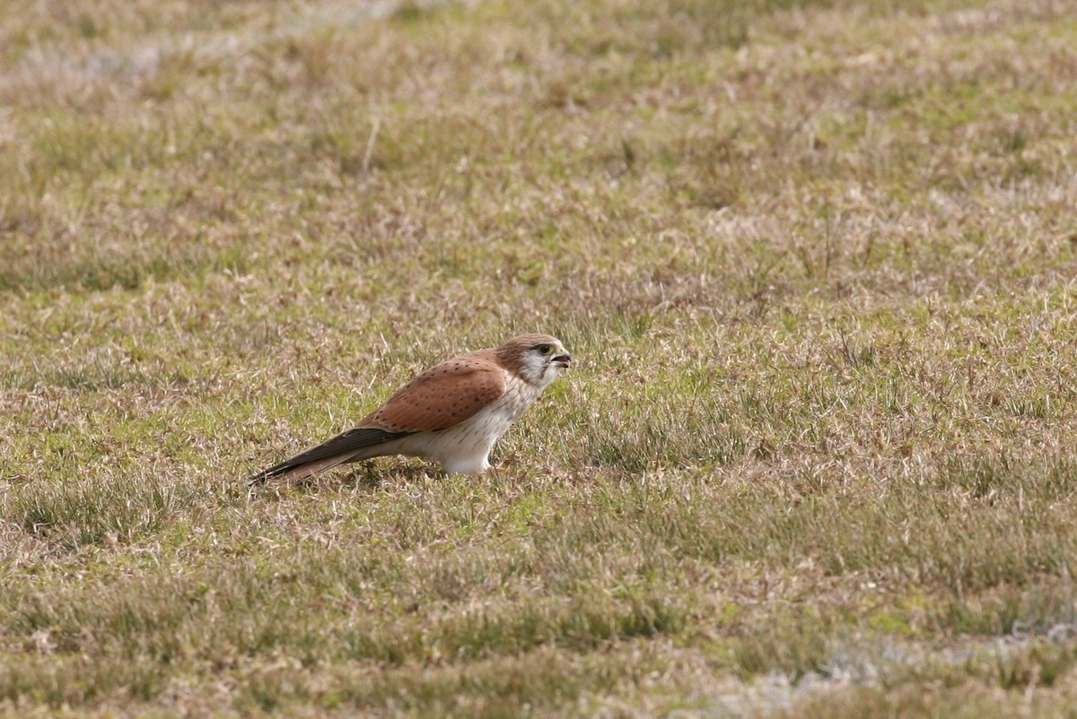 Nankeen Kestrel - ML63554561