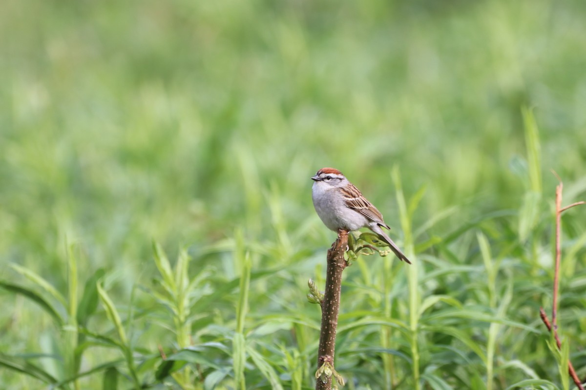 Chipping Sparrow - ML635545619