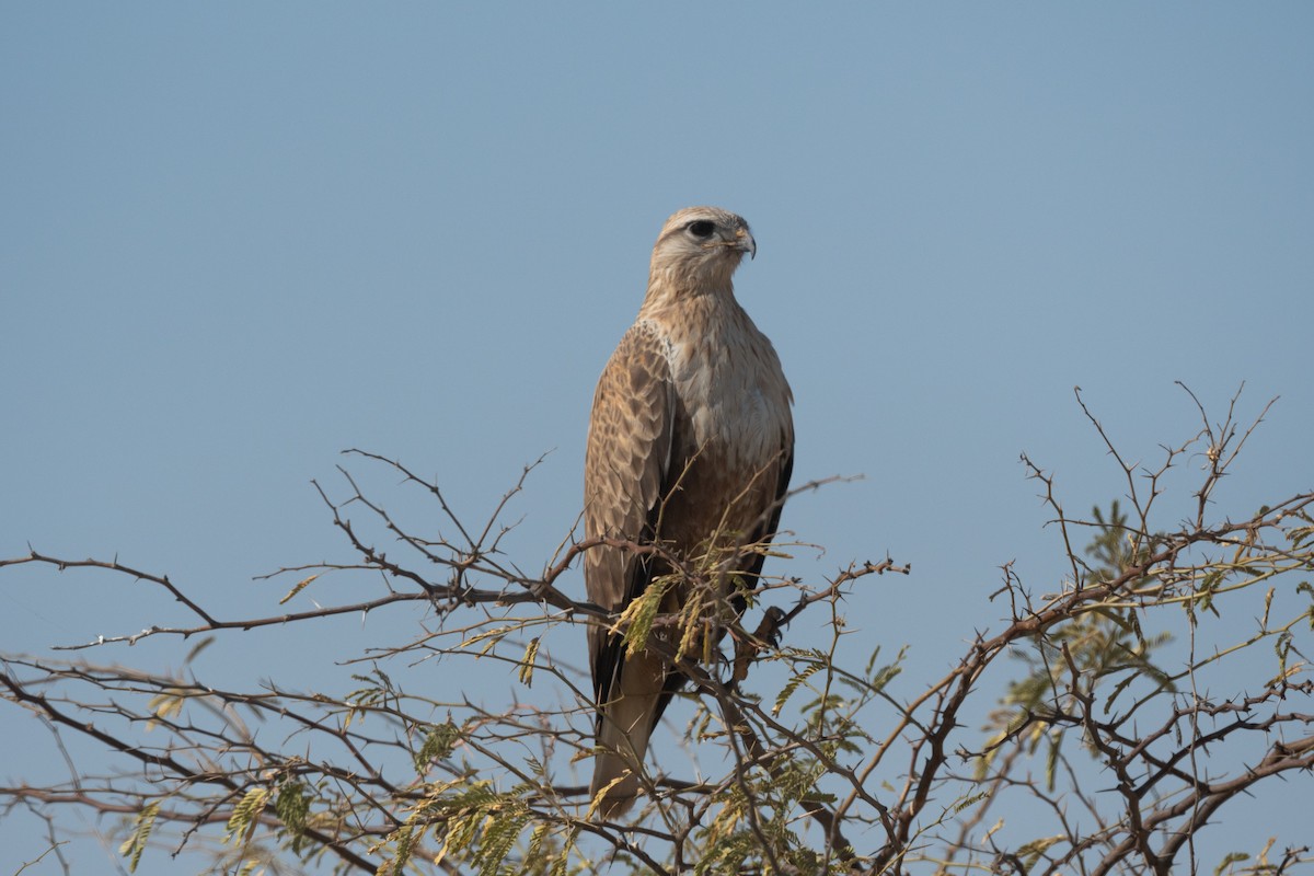 Long-legged Buzzard - ML635545645