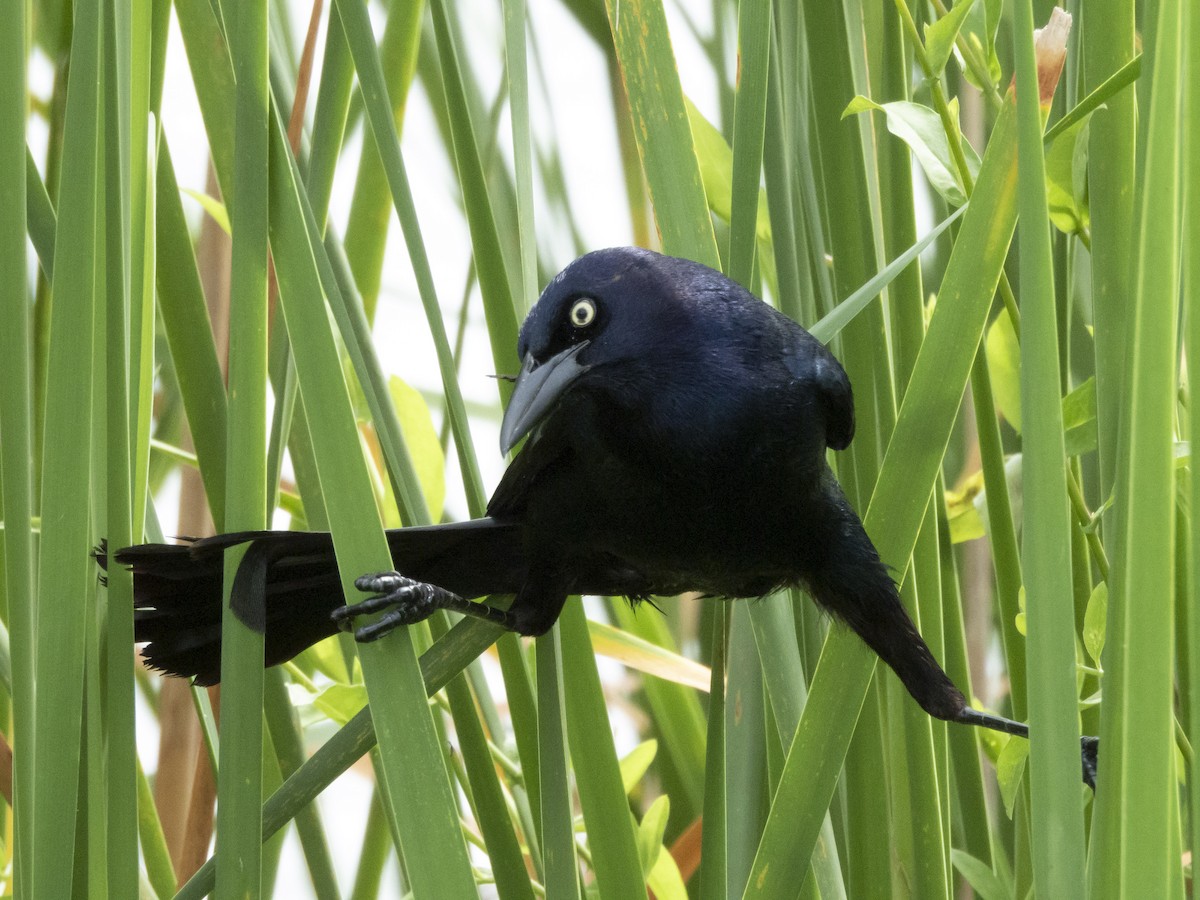Boat-tailed Grackle - ML635545665