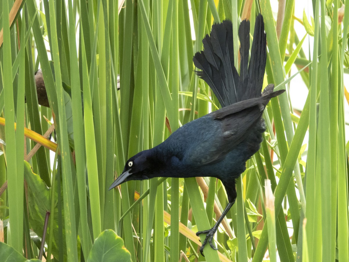 Boat-tailed Grackle - ML635545667
