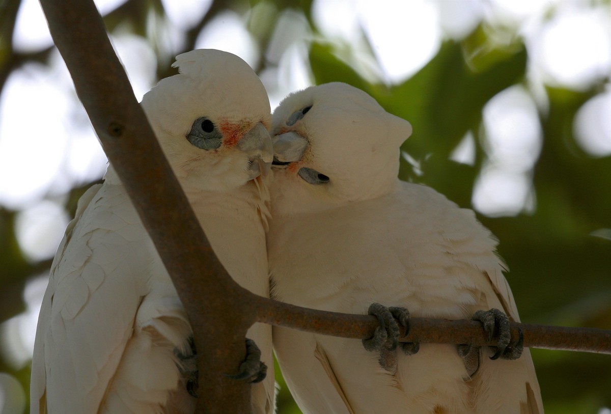 Cacatúa Sanguínea - ML63554571