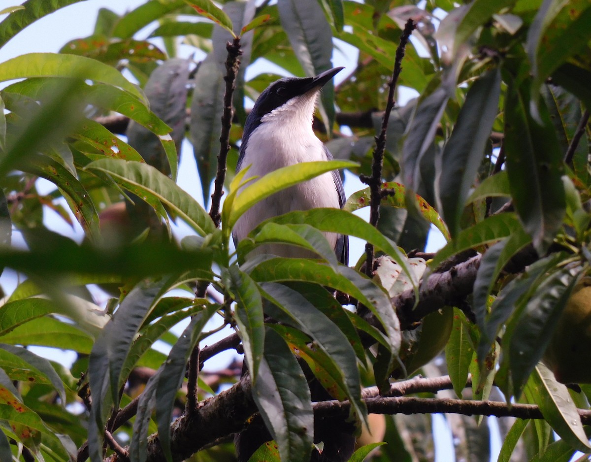 Blue-and-white Mockingbird - ML635545742