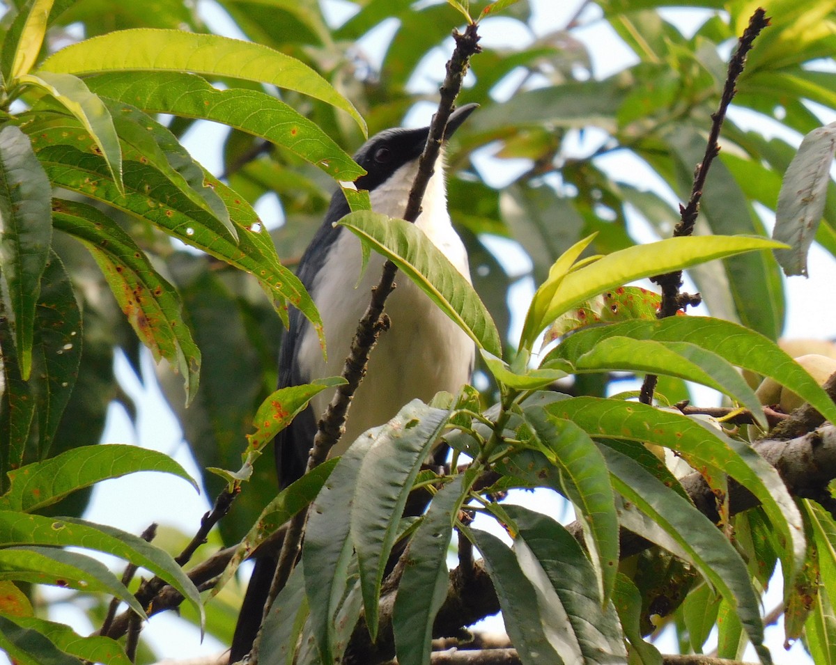 Blue-and-white Mockingbird - ML635545743