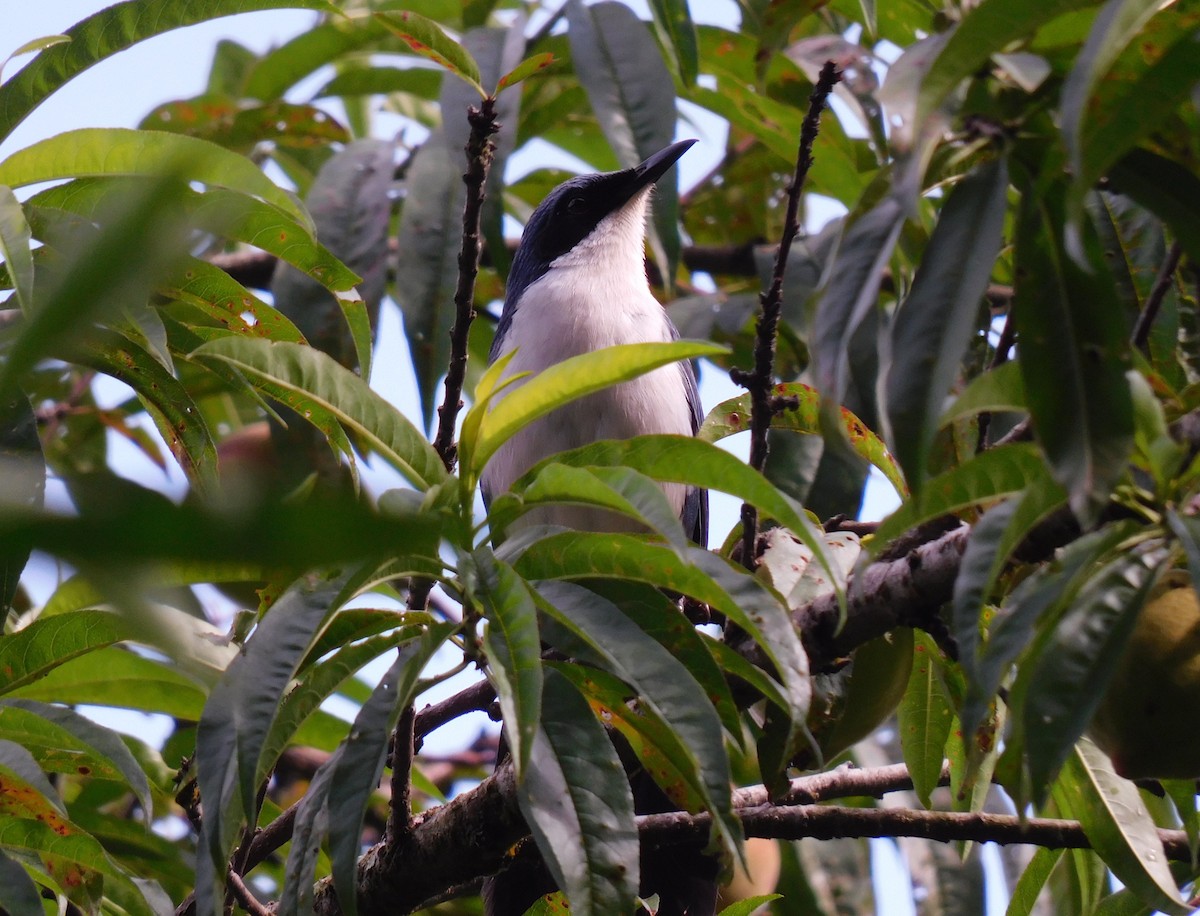 Blue-and-white Mockingbird - ML635545744