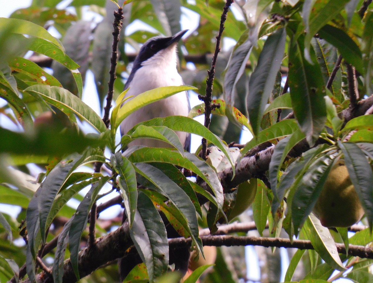 Blue-and-white Mockingbird - ML635545745