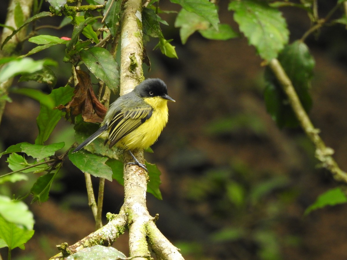 Common Tody-Flycatcher - ML635546000