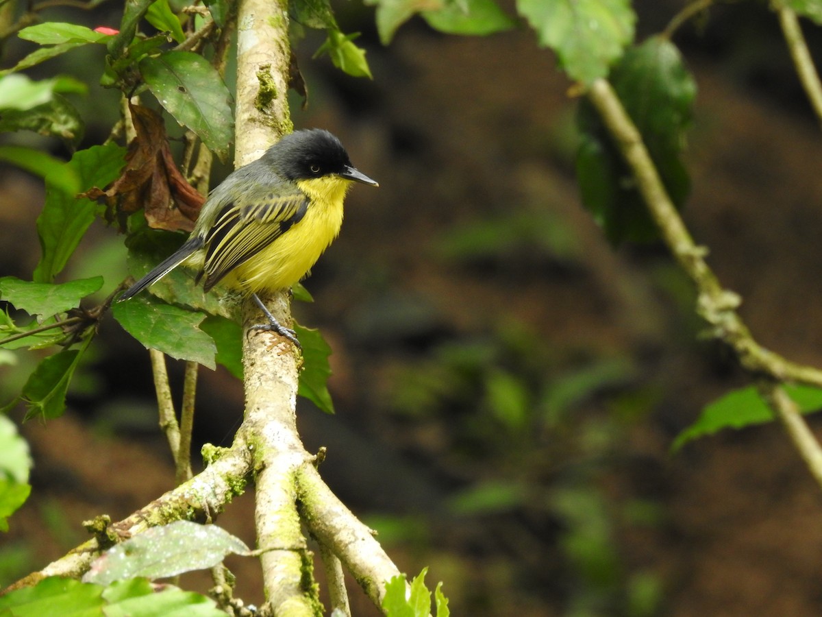 Common Tody-Flycatcher - ML635546001