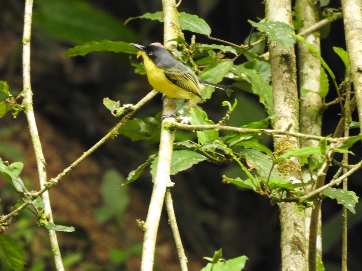 Common Tody-Flycatcher - ML635546002