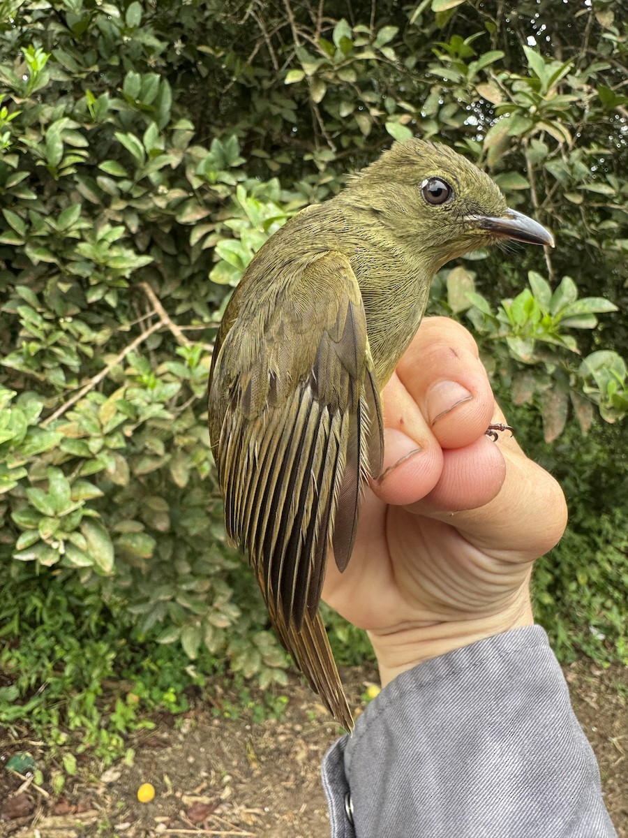 Bulbul verdâtre - ML635546023
