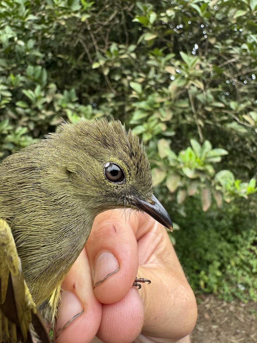 Bulbul verdâtre - ML635546024