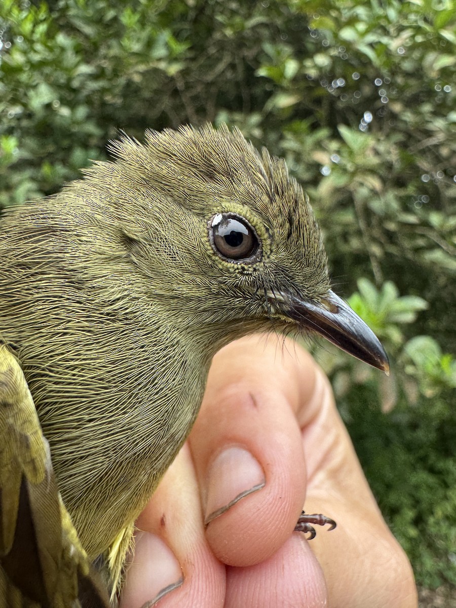 Bulbul verdâtre - ML635546025