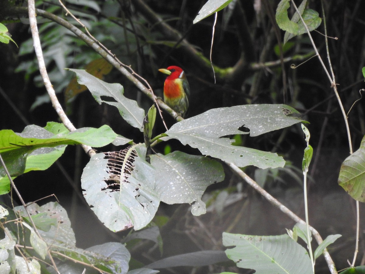 Red-headed Barbet - ML635546078
