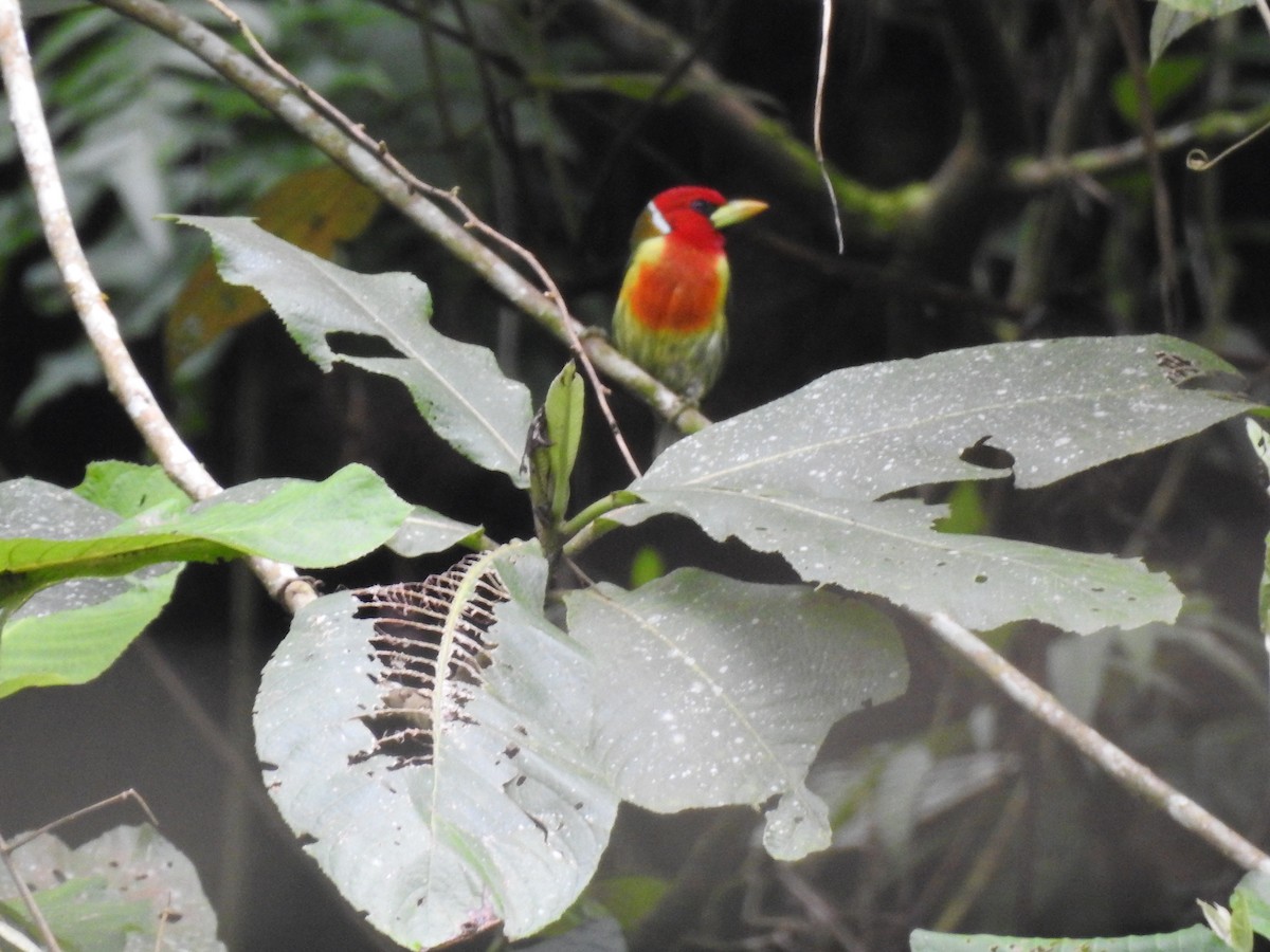 Red-headed Barbet - ML635546079