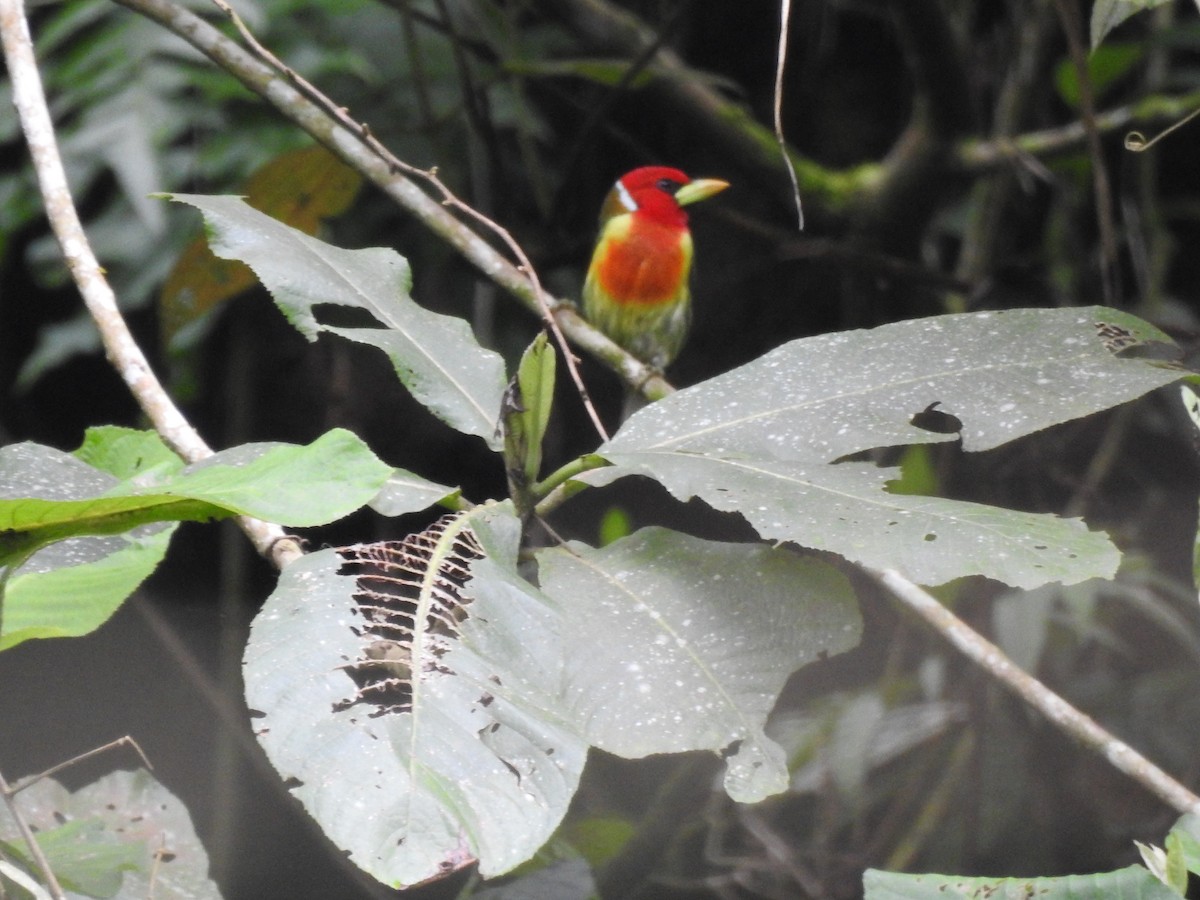 Red-headed Barbet - ML635546080